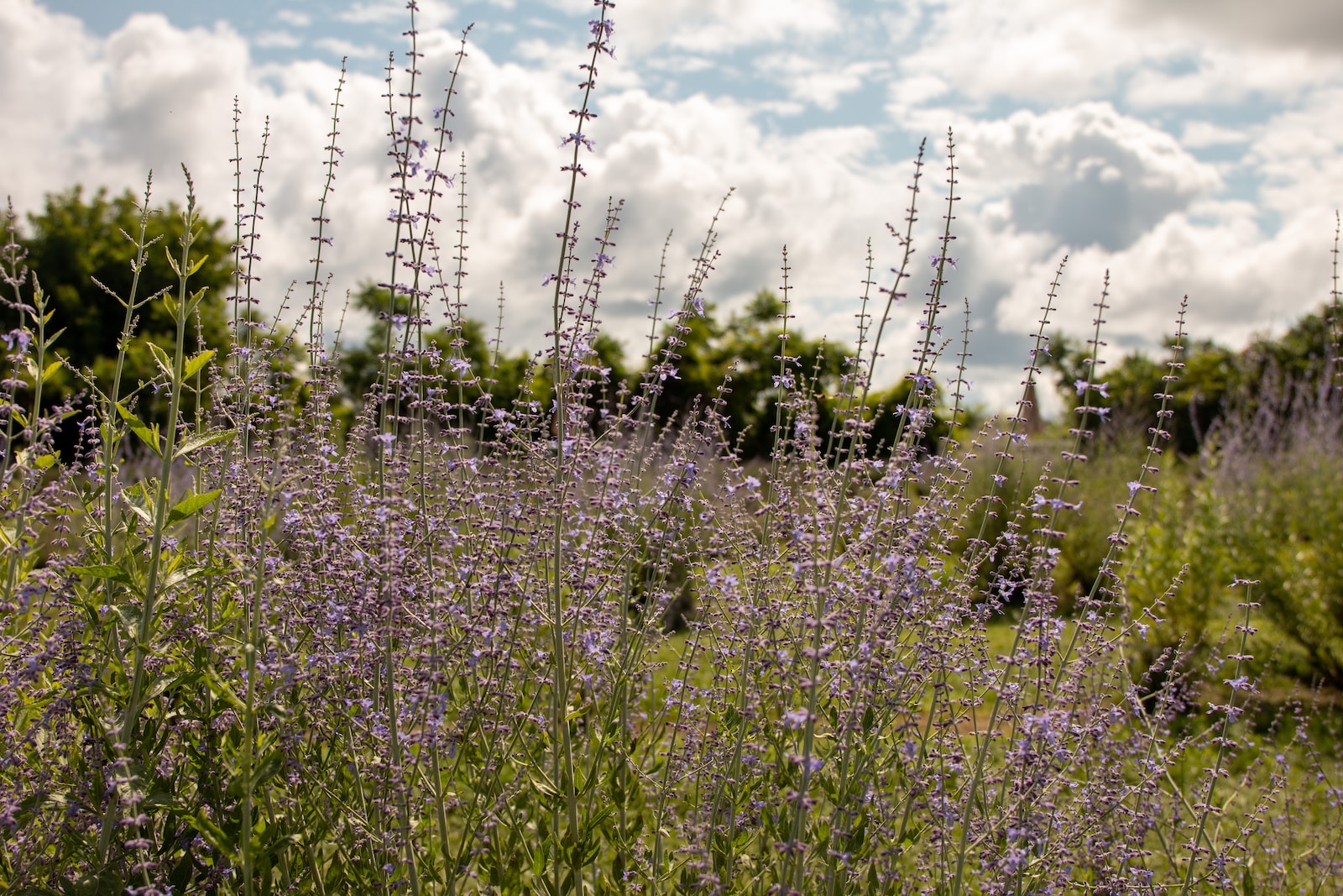 Russian Sage