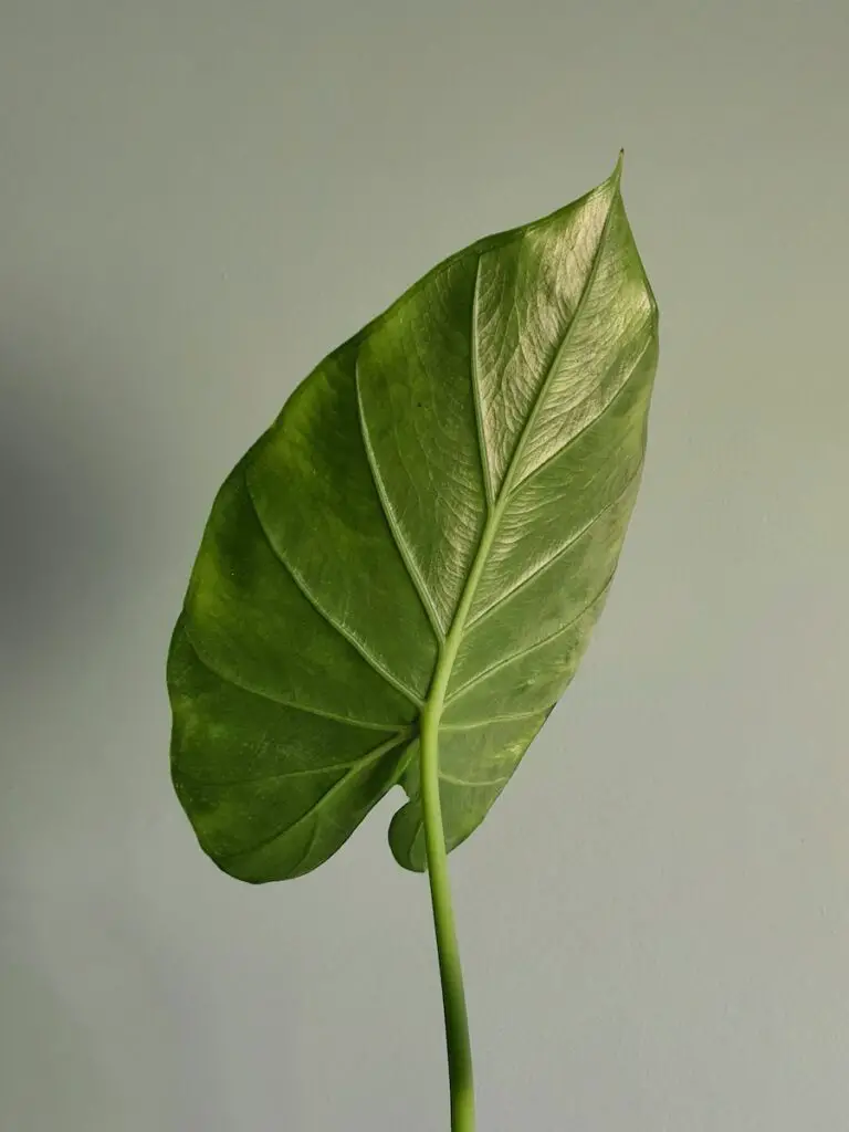 Elephant Ear plant