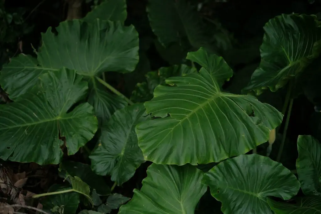 Elephant Ear plant