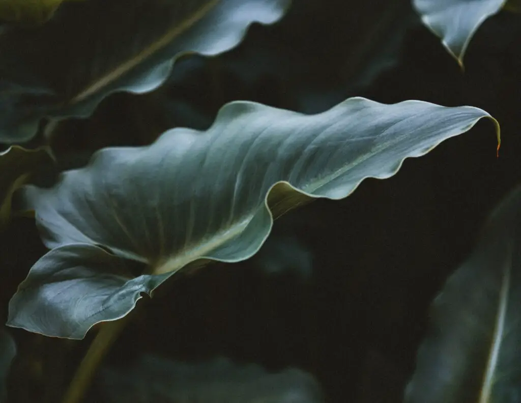 Elephant Ear plant