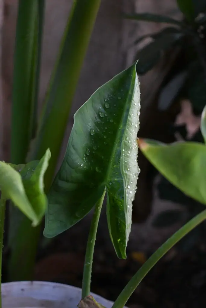 Elephant Ear plant