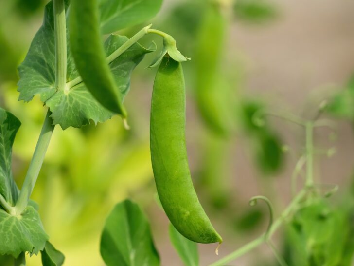 Sugar Snap Peas