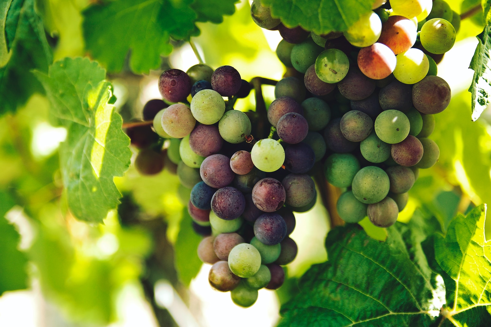 Vine Fruits