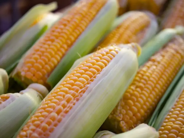 Corn