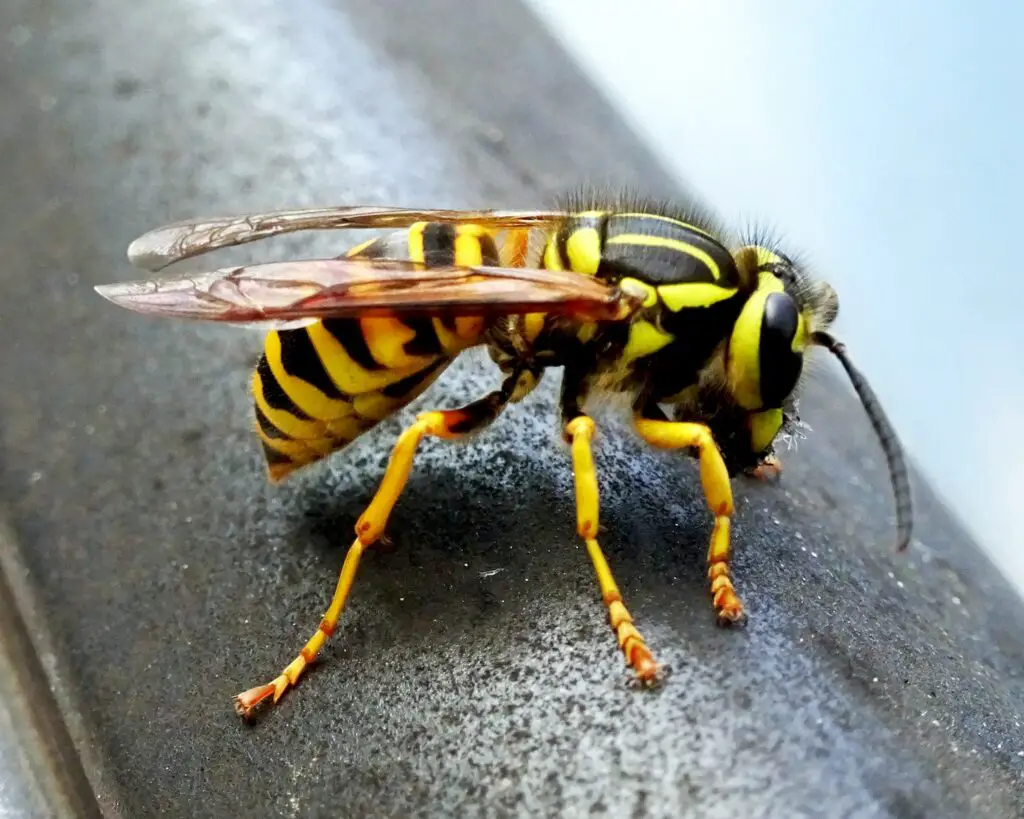 Wasp Behavior