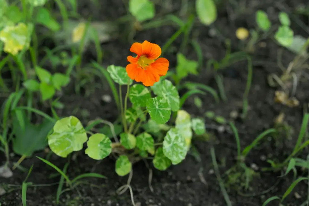 Nasturtiums