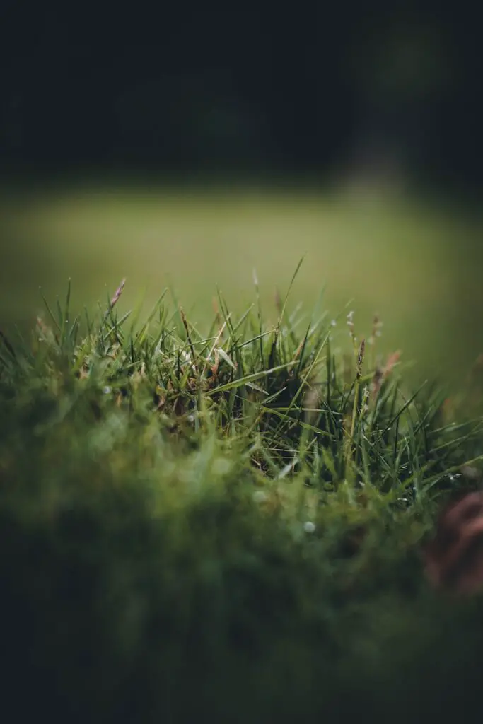 Transplanting grass