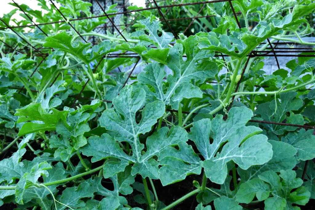 Watermelon Leaves