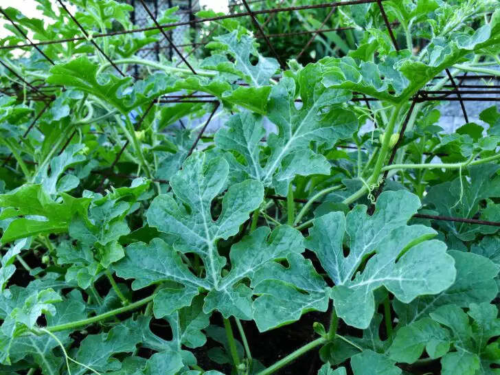 Watermelon Leaves