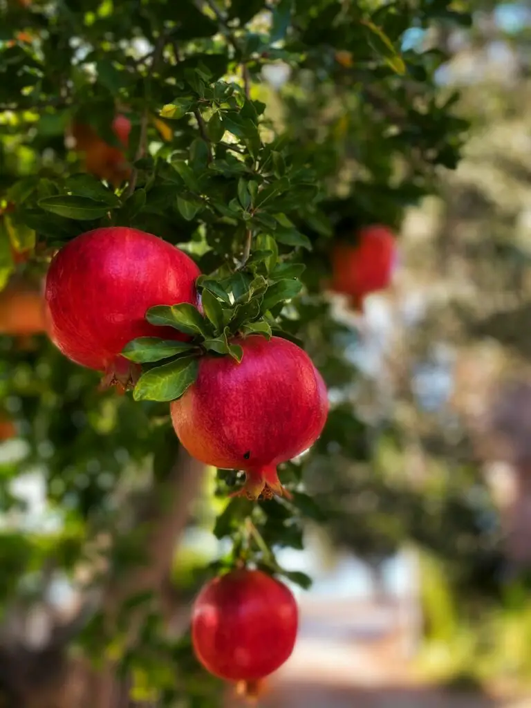 Pomegranate