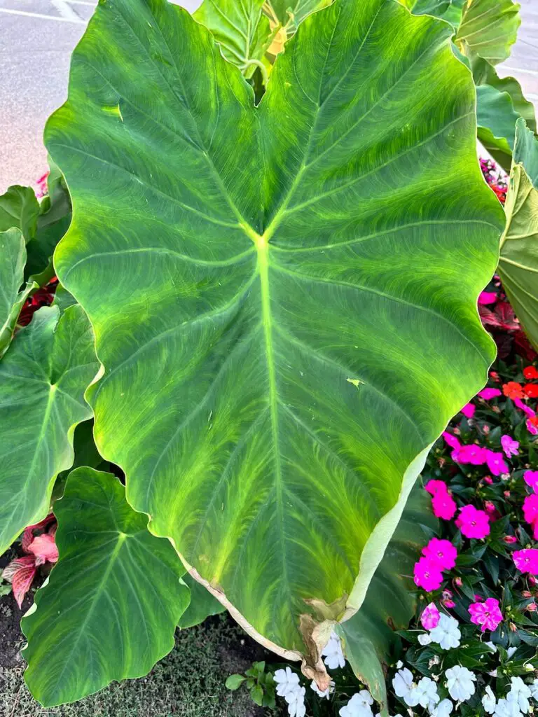 Elephant Ear plant