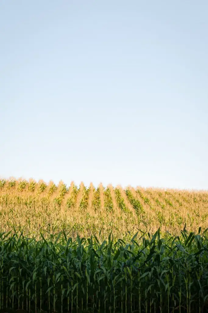 Corn Plant