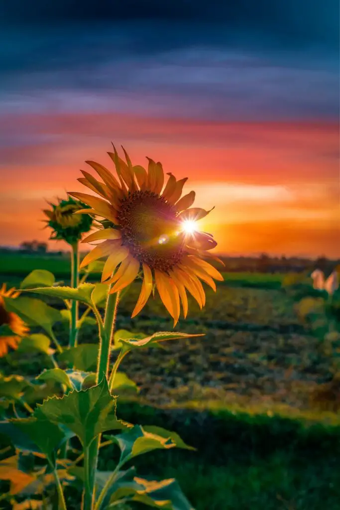 Sunflowers