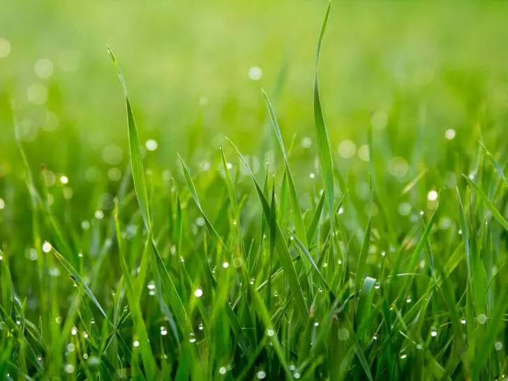 Transplanting grass