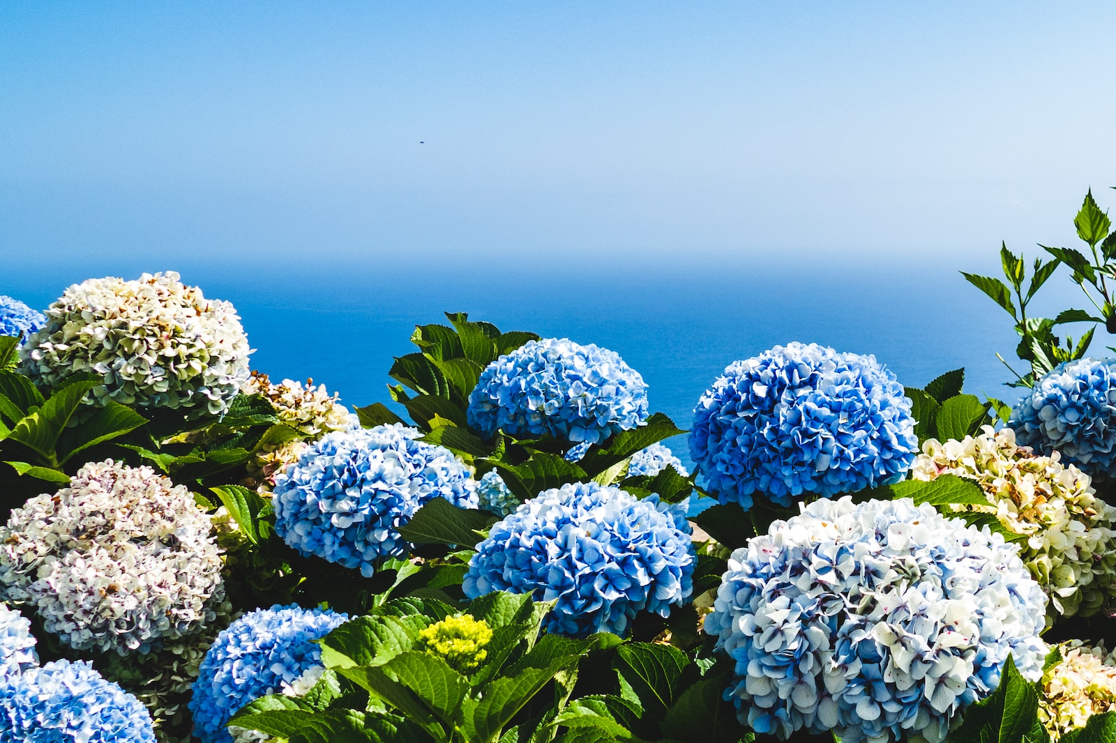 Hydrangeas