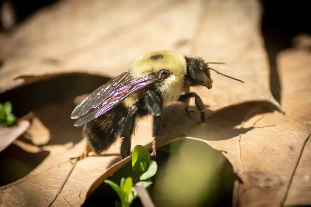 Carpenter Bees