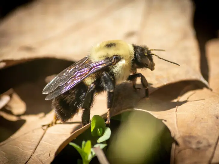 Carpenter Bees