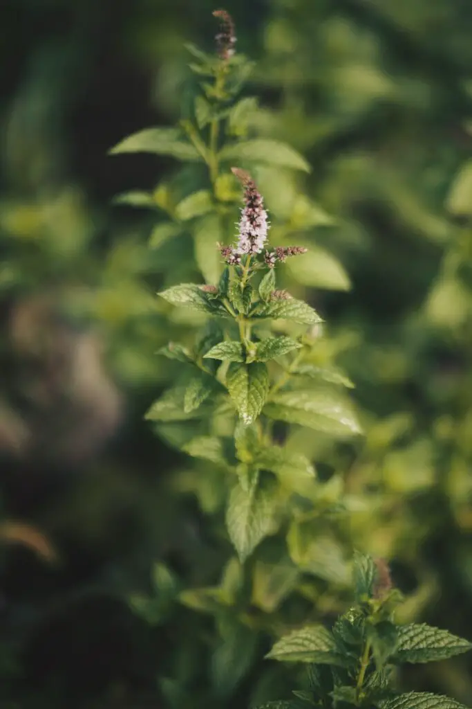 Mint Flower