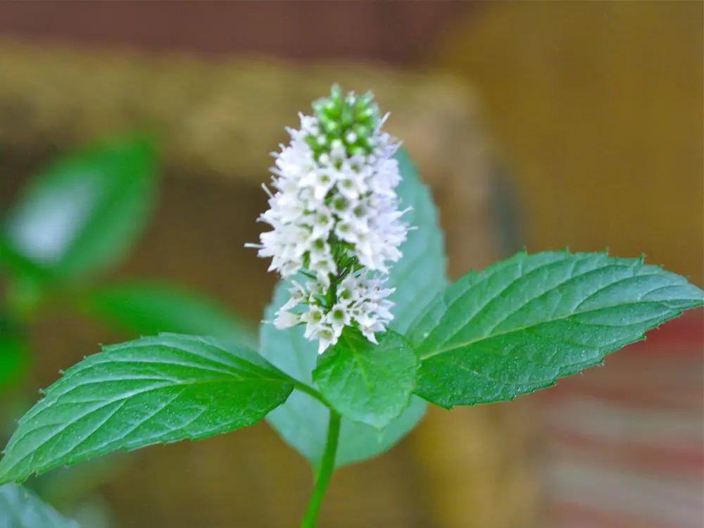 mint-flowers