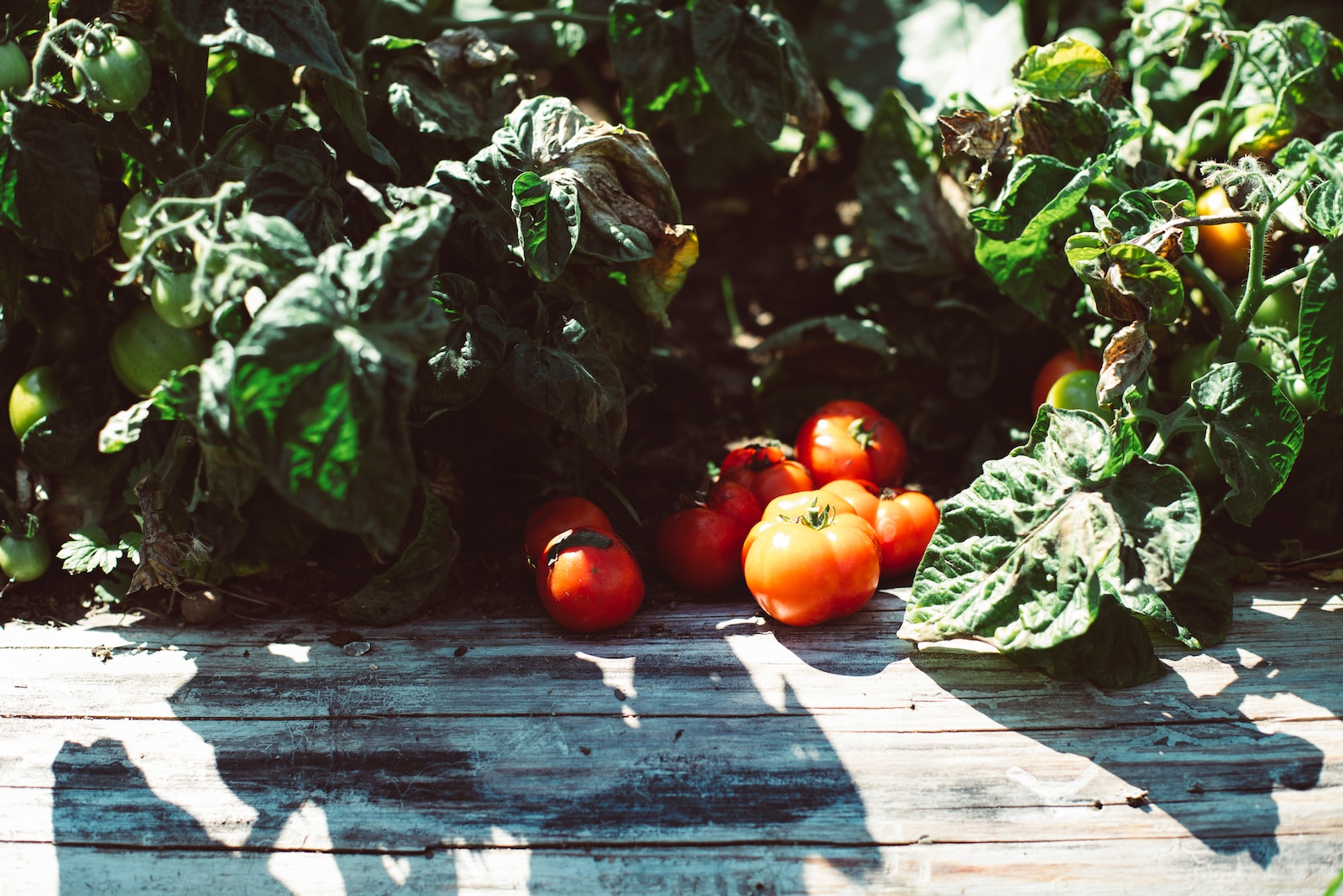 Tomatoes in a Raised Bed