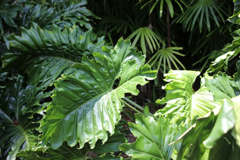 Elephant Ear plant