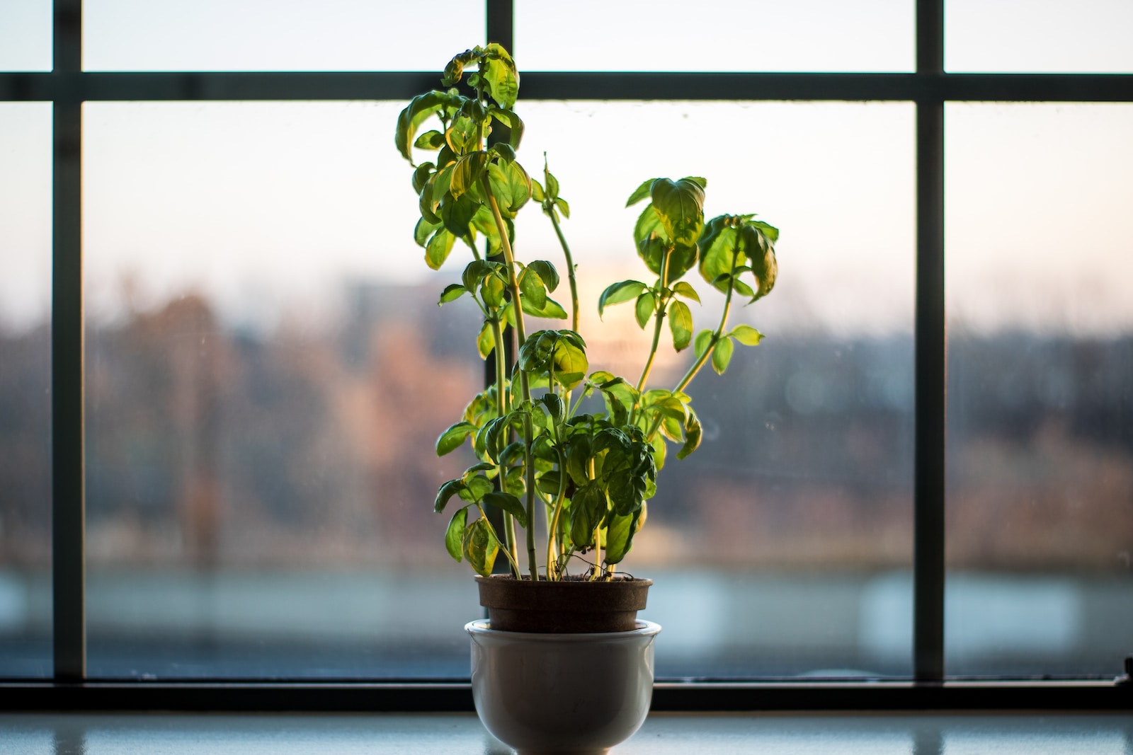 Basil Plants