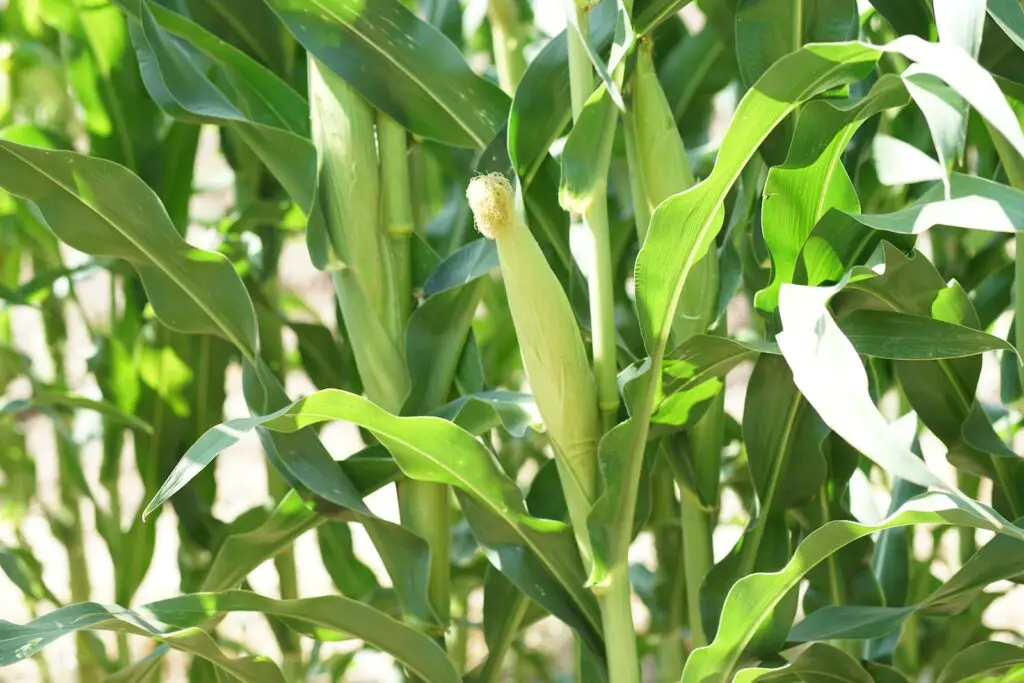 Corn Plant