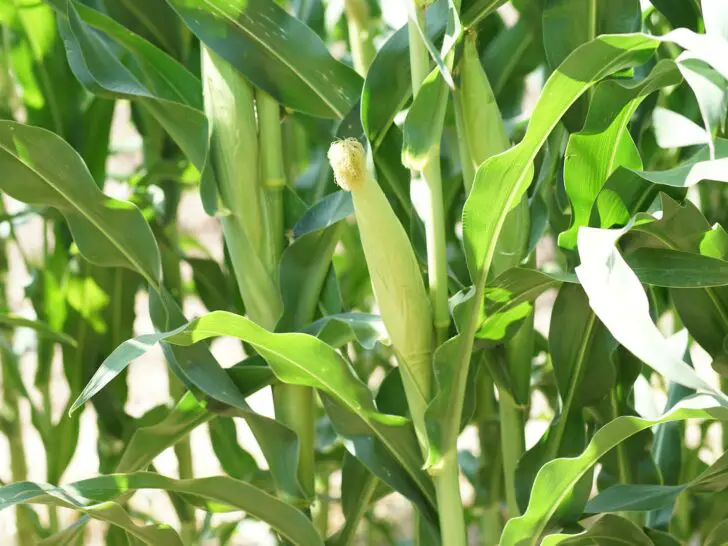 Corn Plant