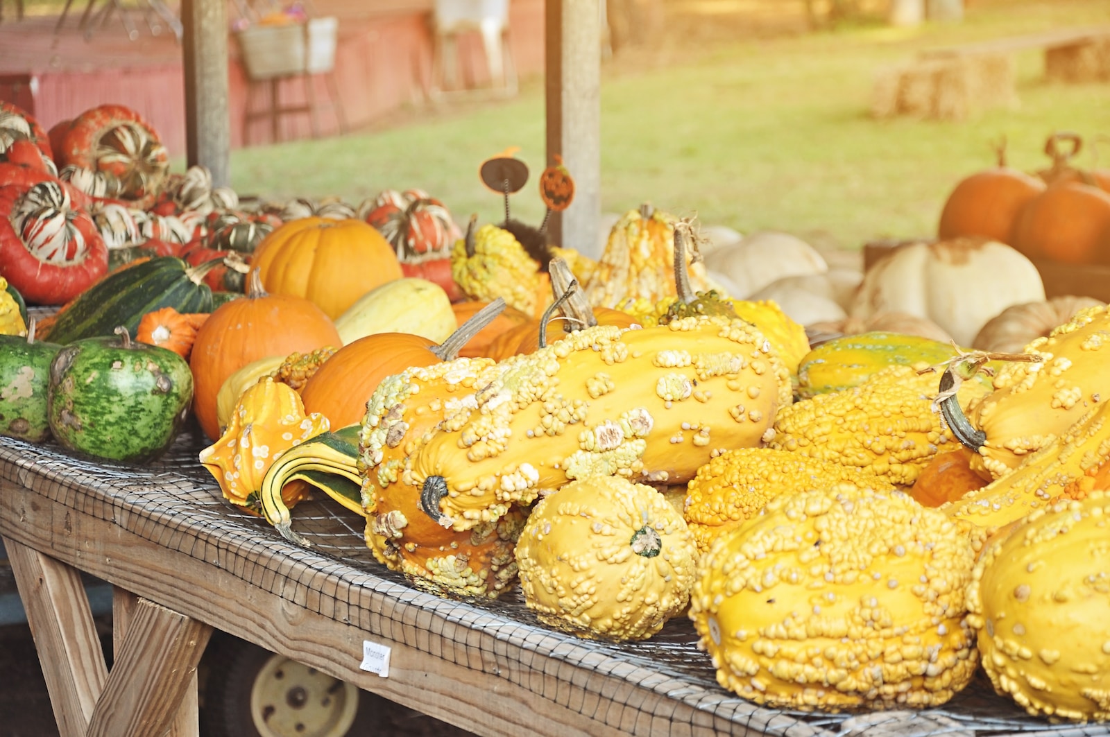 Yellow Squash