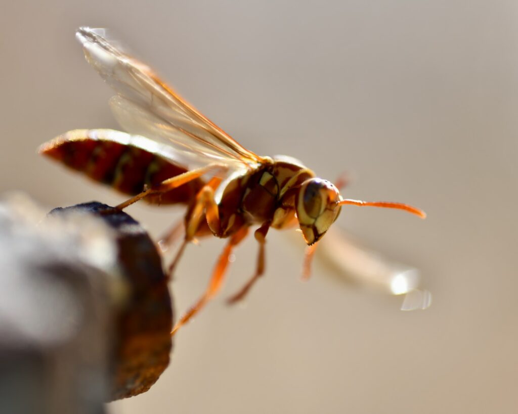 Wasp Behavior