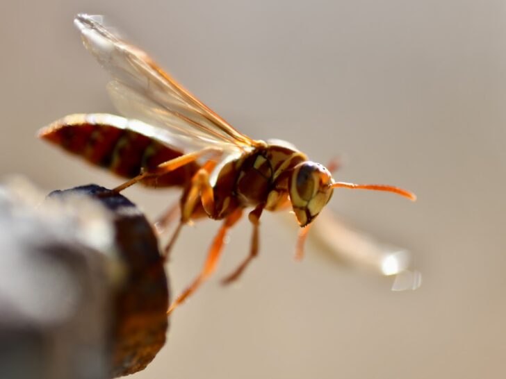 Wasp Behavior