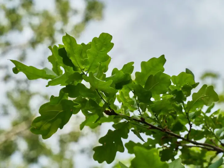 Oak Tree Leaf