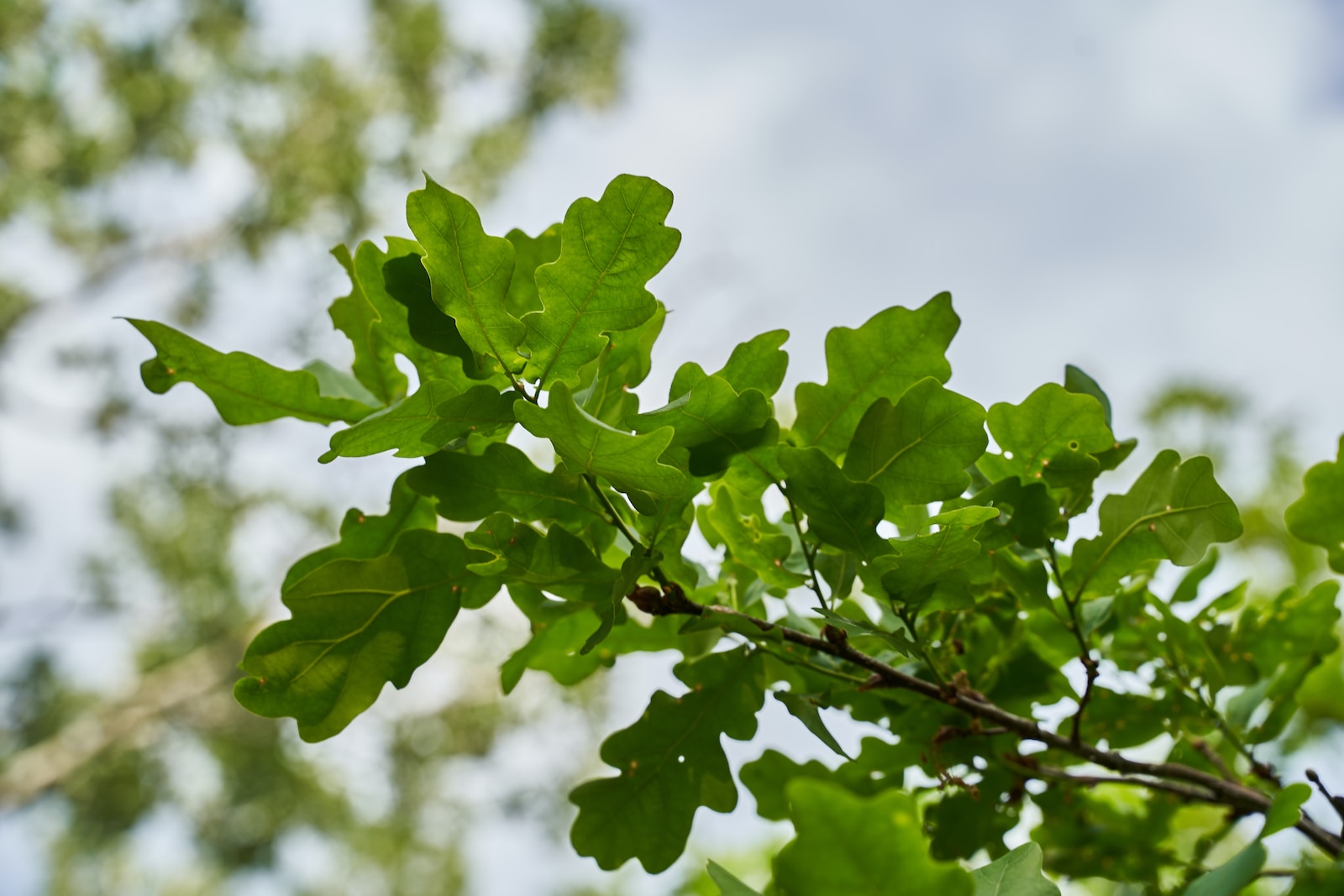 Oak Tree Leaf