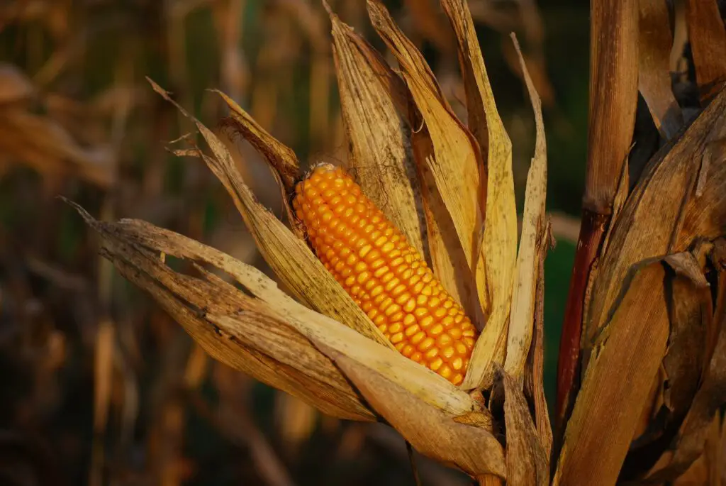 Corn Plant