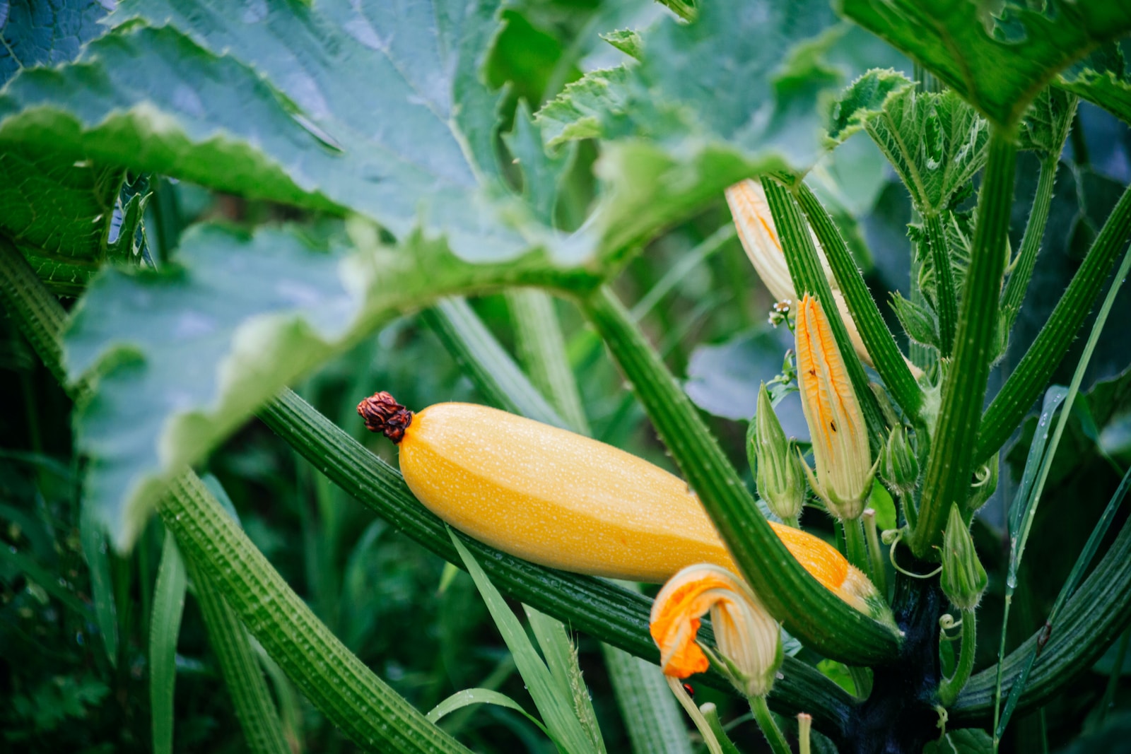 Yellow Squash