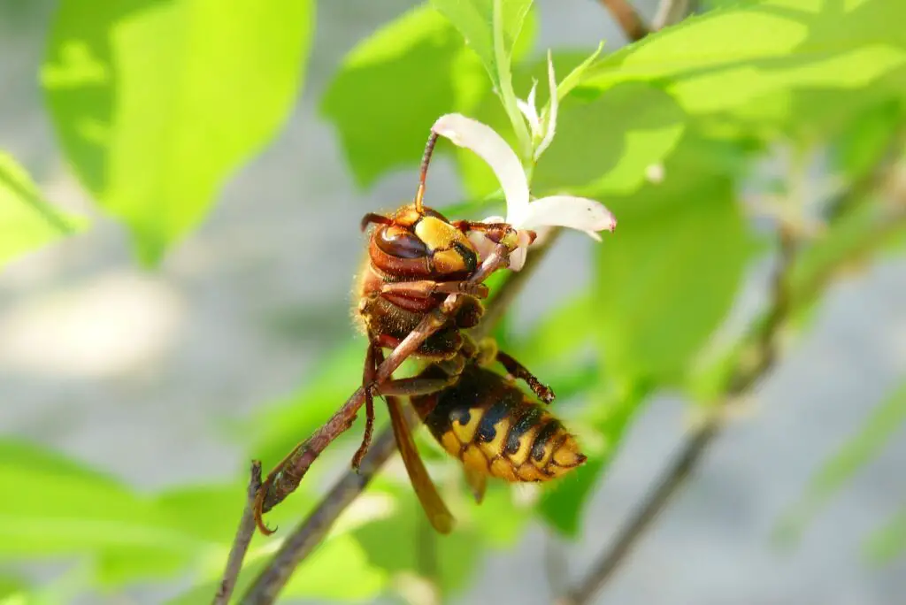 Wasp Behavior