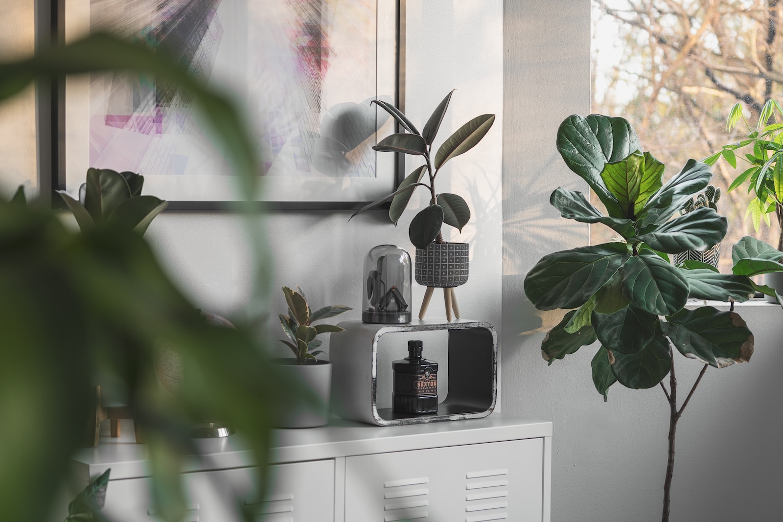 Fiddle Leaf Fig