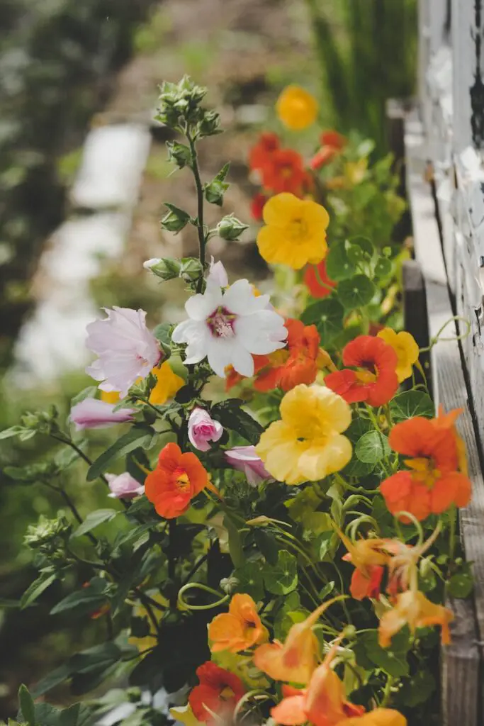 Nasturtiums