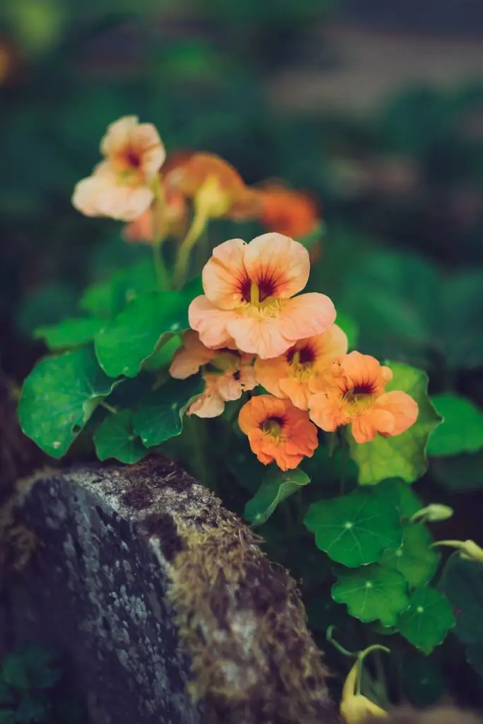 Nasturtiums