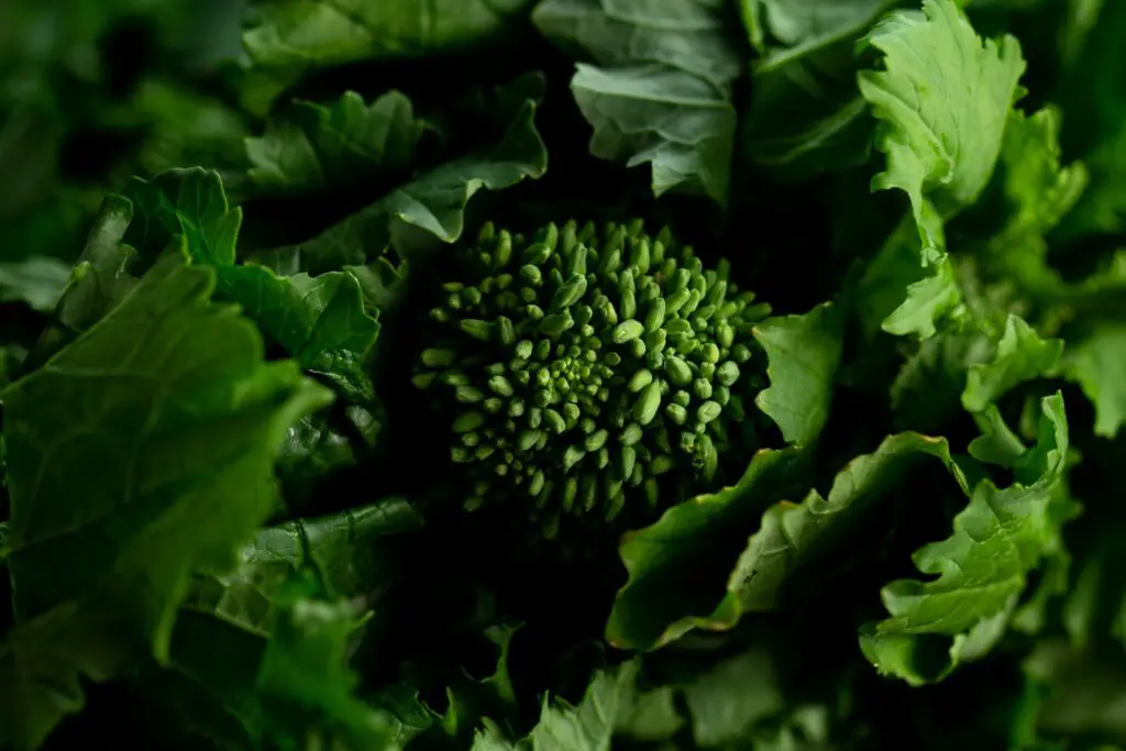 Broccoli Rabe