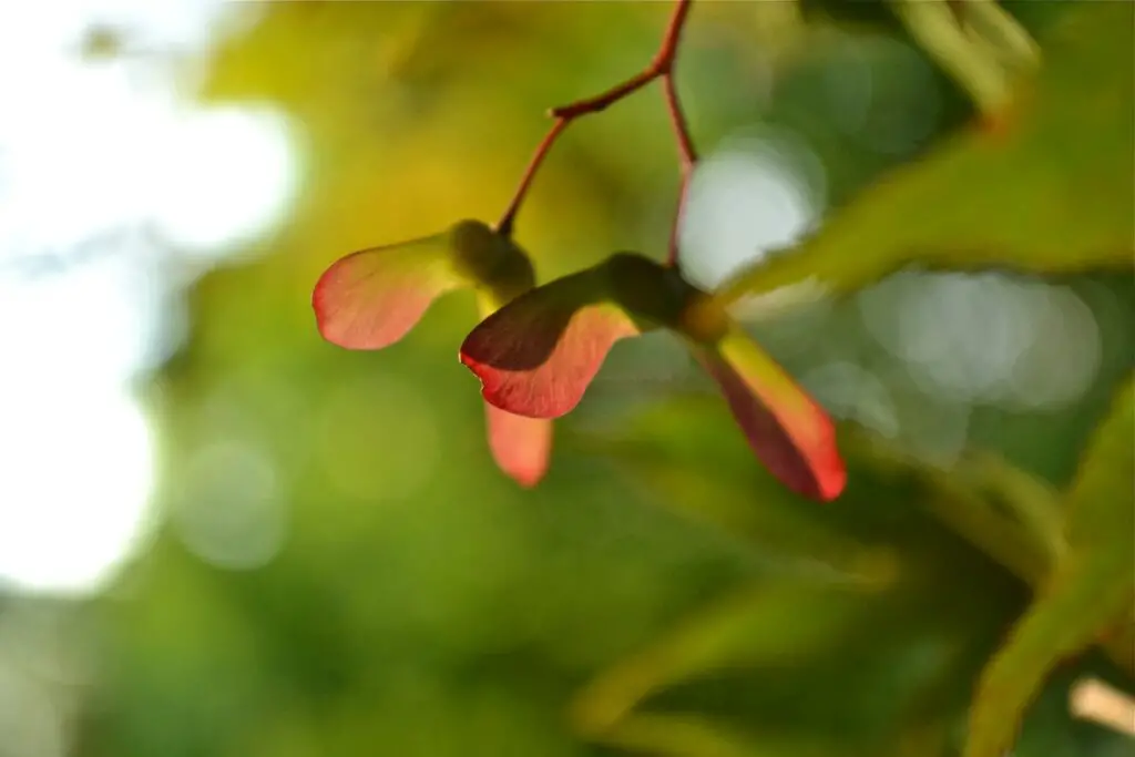 Maple Tree Helicopters