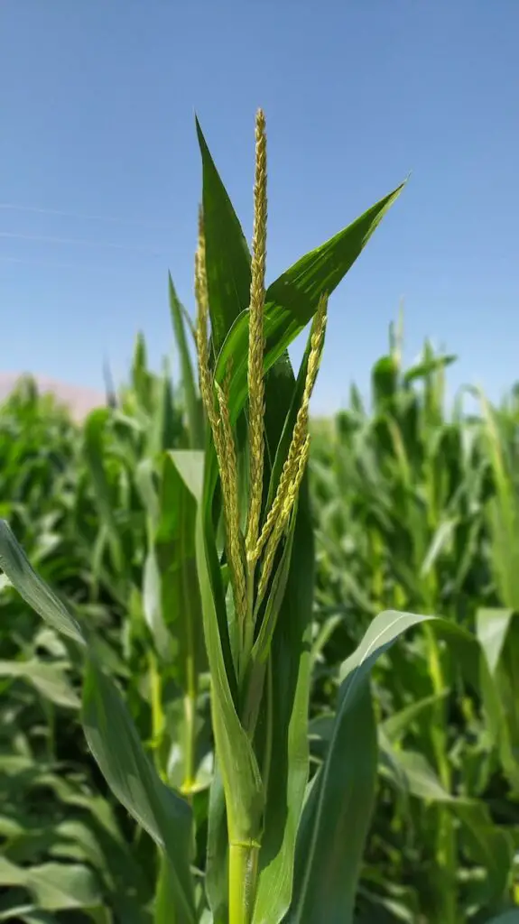 Corn Plant