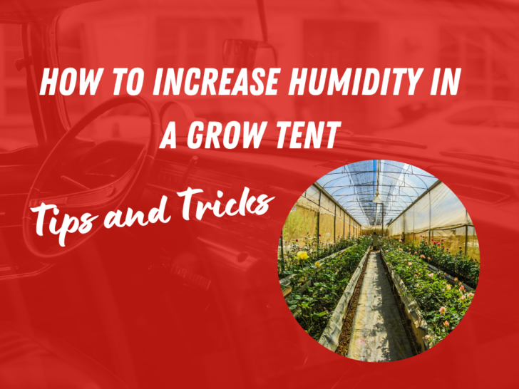 How to Increase Humidity in a Grow Tent