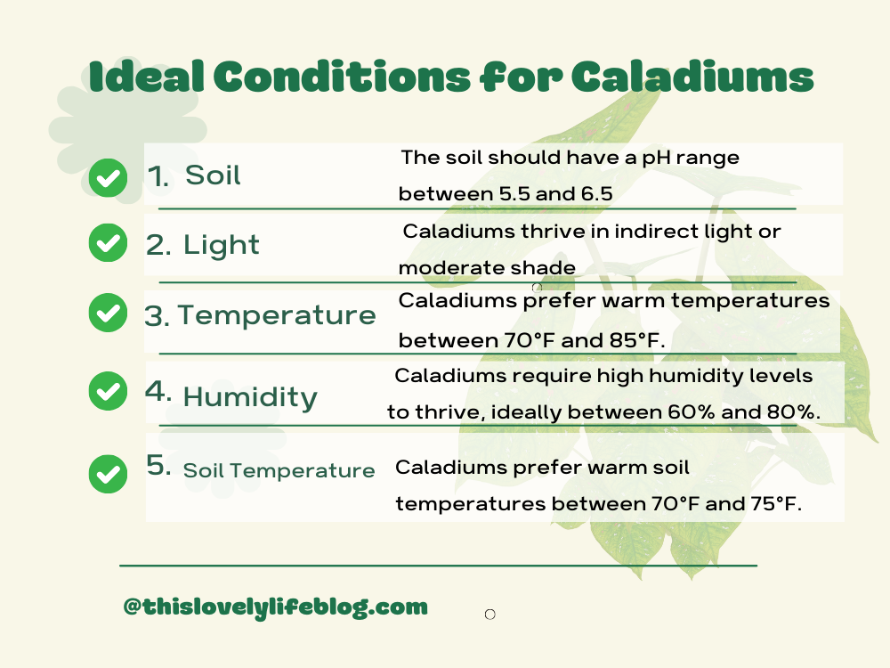 Ideal Conditions for Caladiums