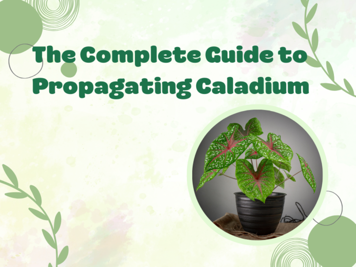 The Complete Guide to Propagating Caladium